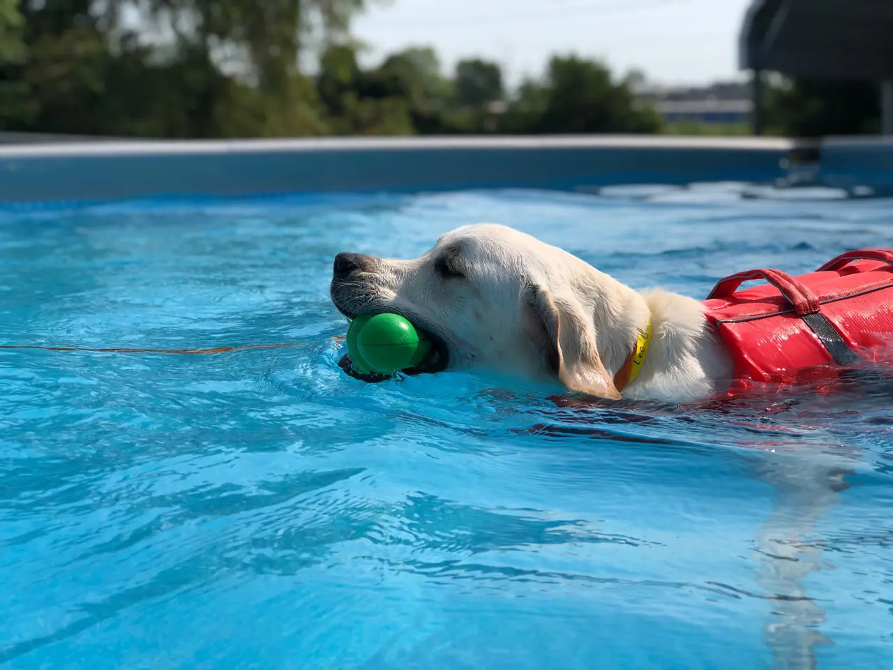 WestInn Kennels dog swimming with a ball